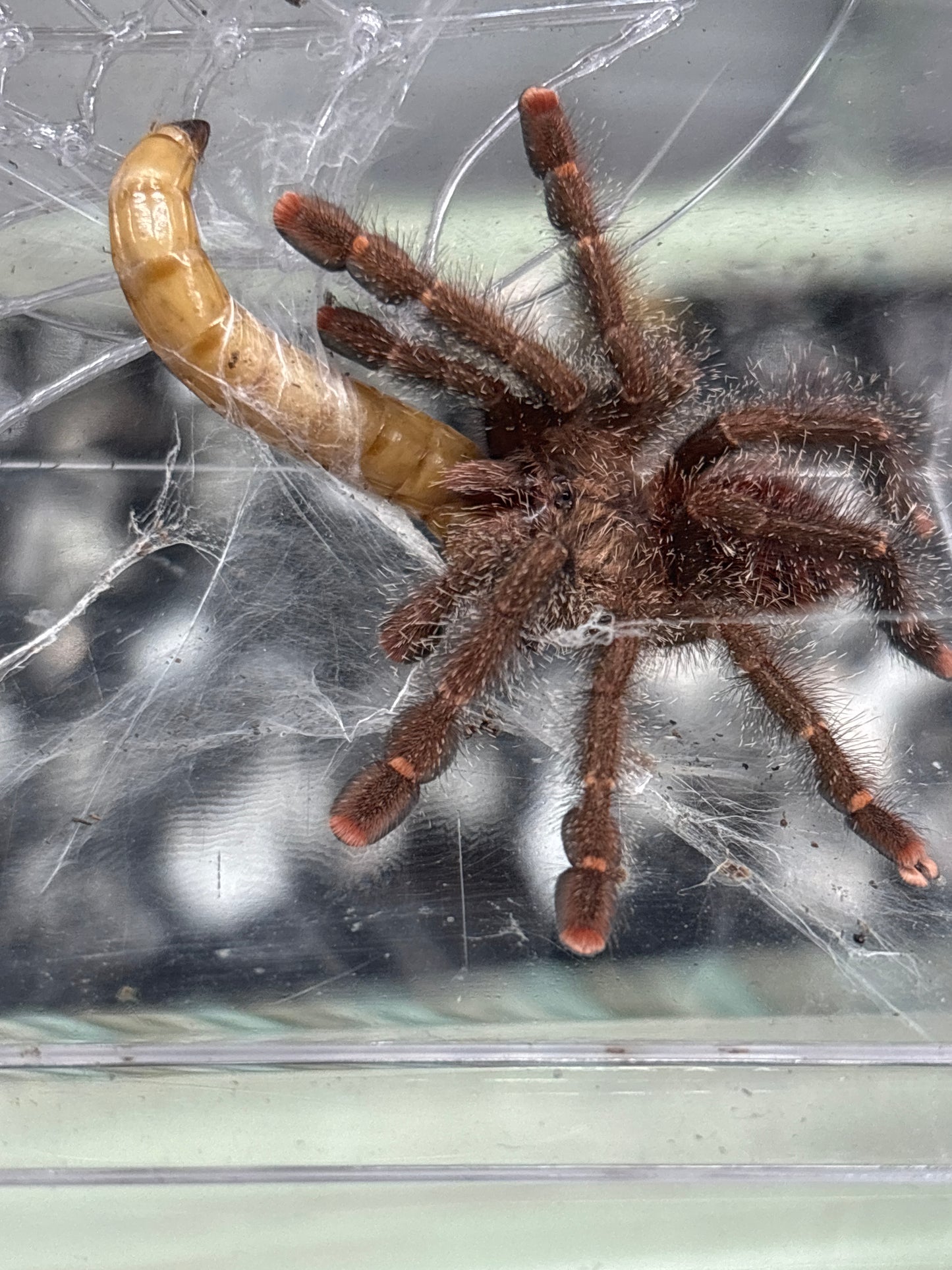 Avicularia Huriana (Ecuadorian Wolly Pink Toe)