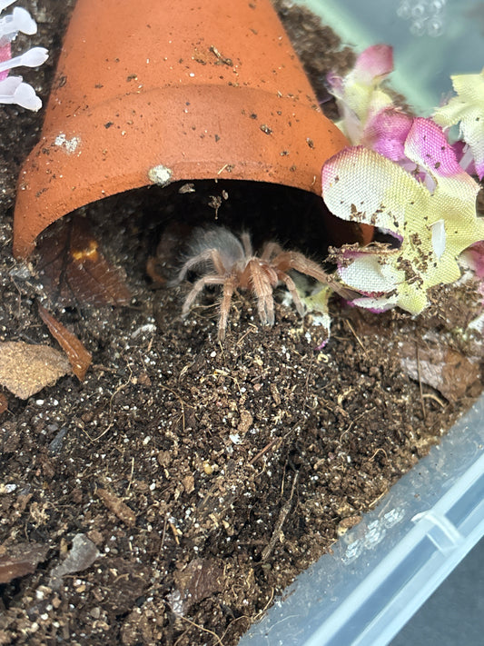 Grammostola Rosea (Chilean Rose Hair) NCF