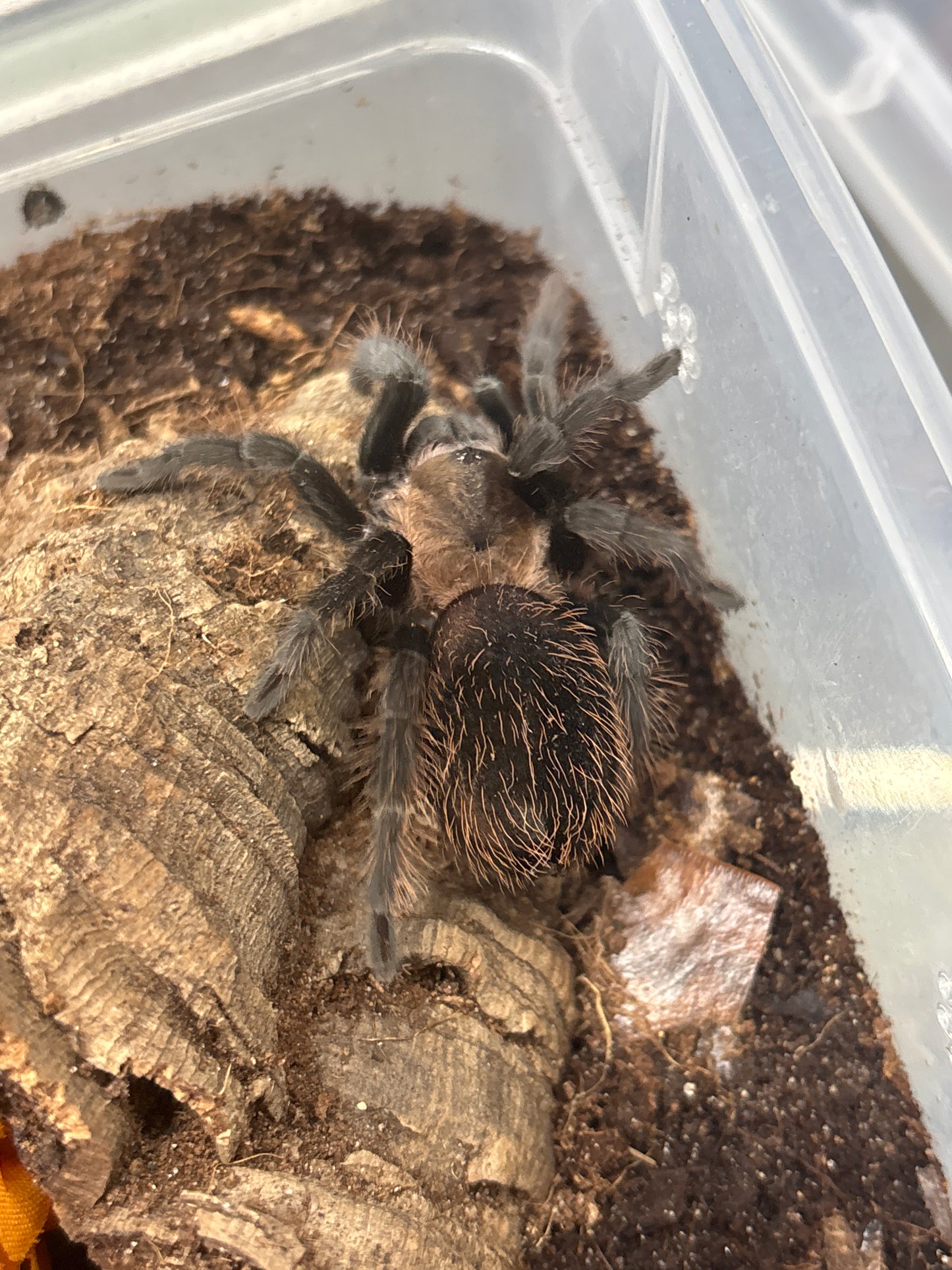 Aphonopelma sp ‘Michoacan’