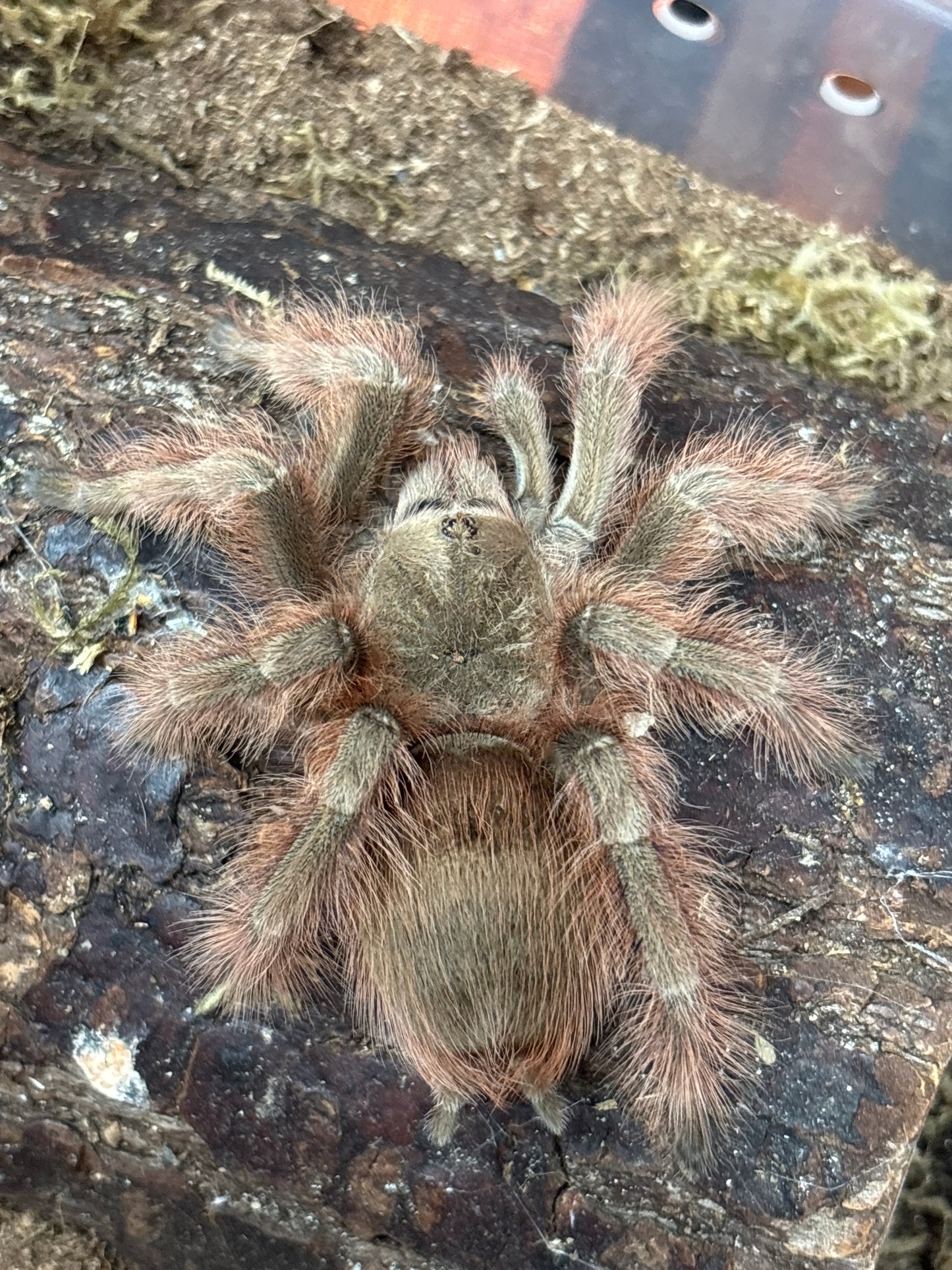 Nhandu Tripeppi (Brazilian Giant Blonde)