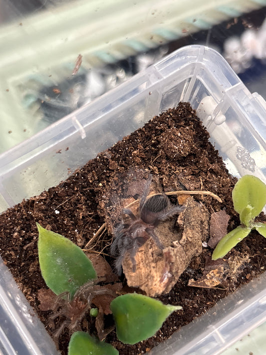 Tliltocatl Schroederi (Mexican Black Velvet)