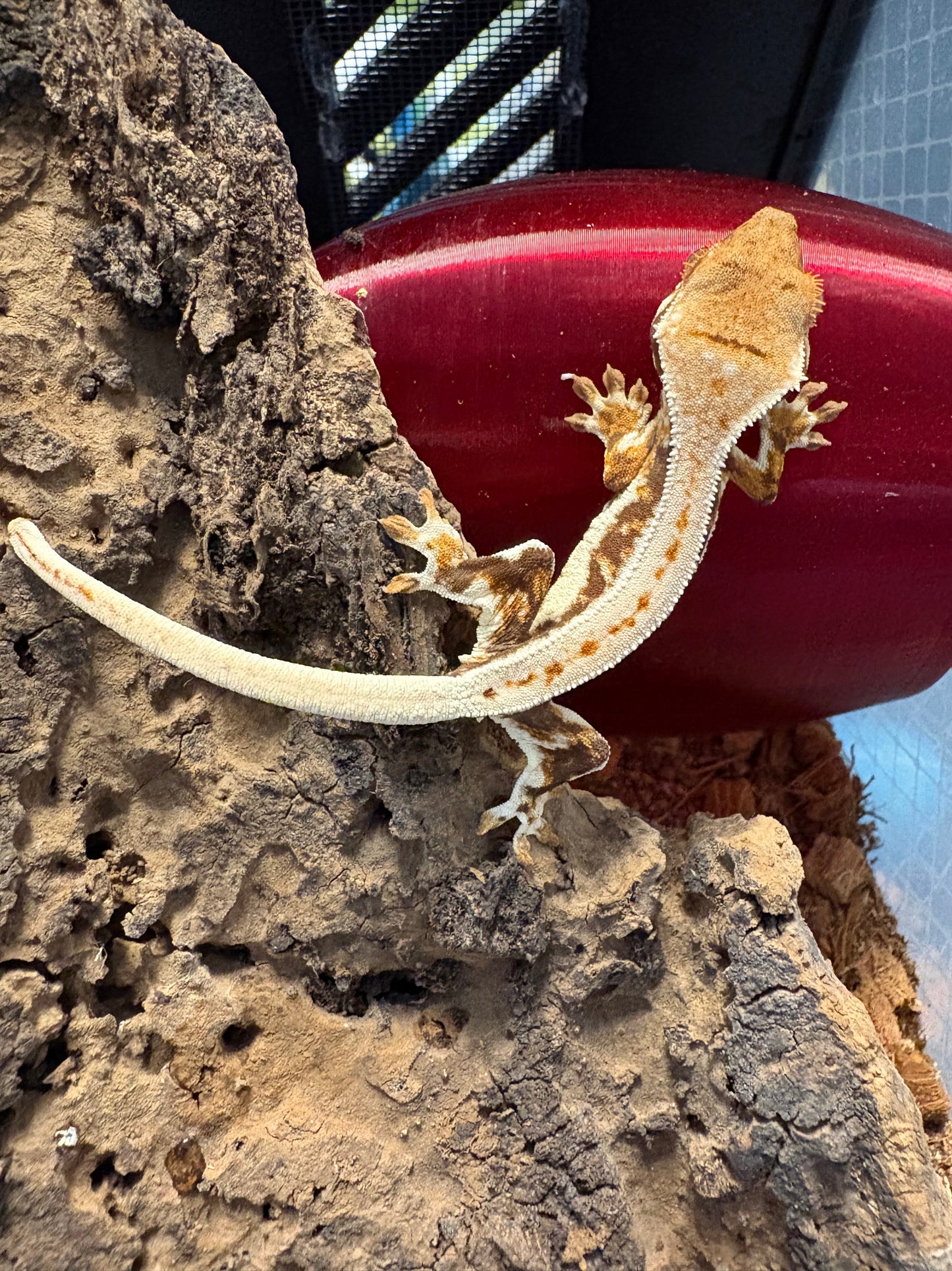 Lilly White Het Axanthic Crested Gecko