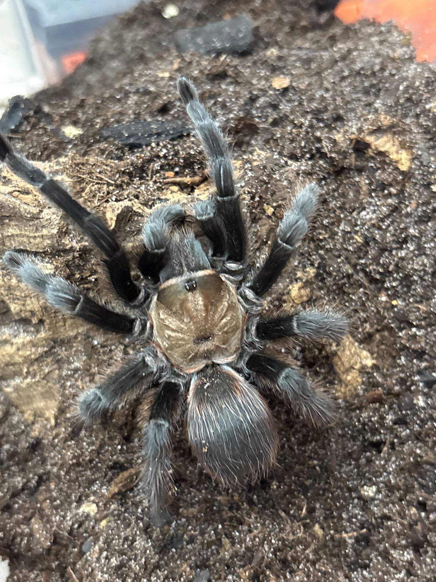 Aphonopelma Hentzi (Oklahoma Brown)