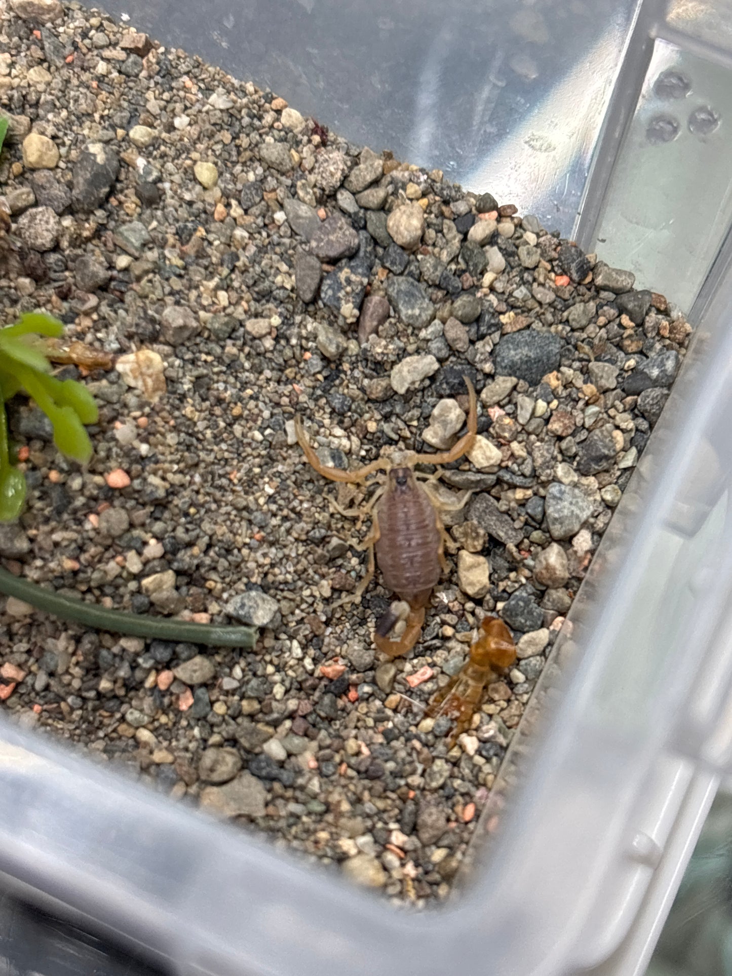 Leiurus Quinquestriatus (Deathstalker Scorpion)