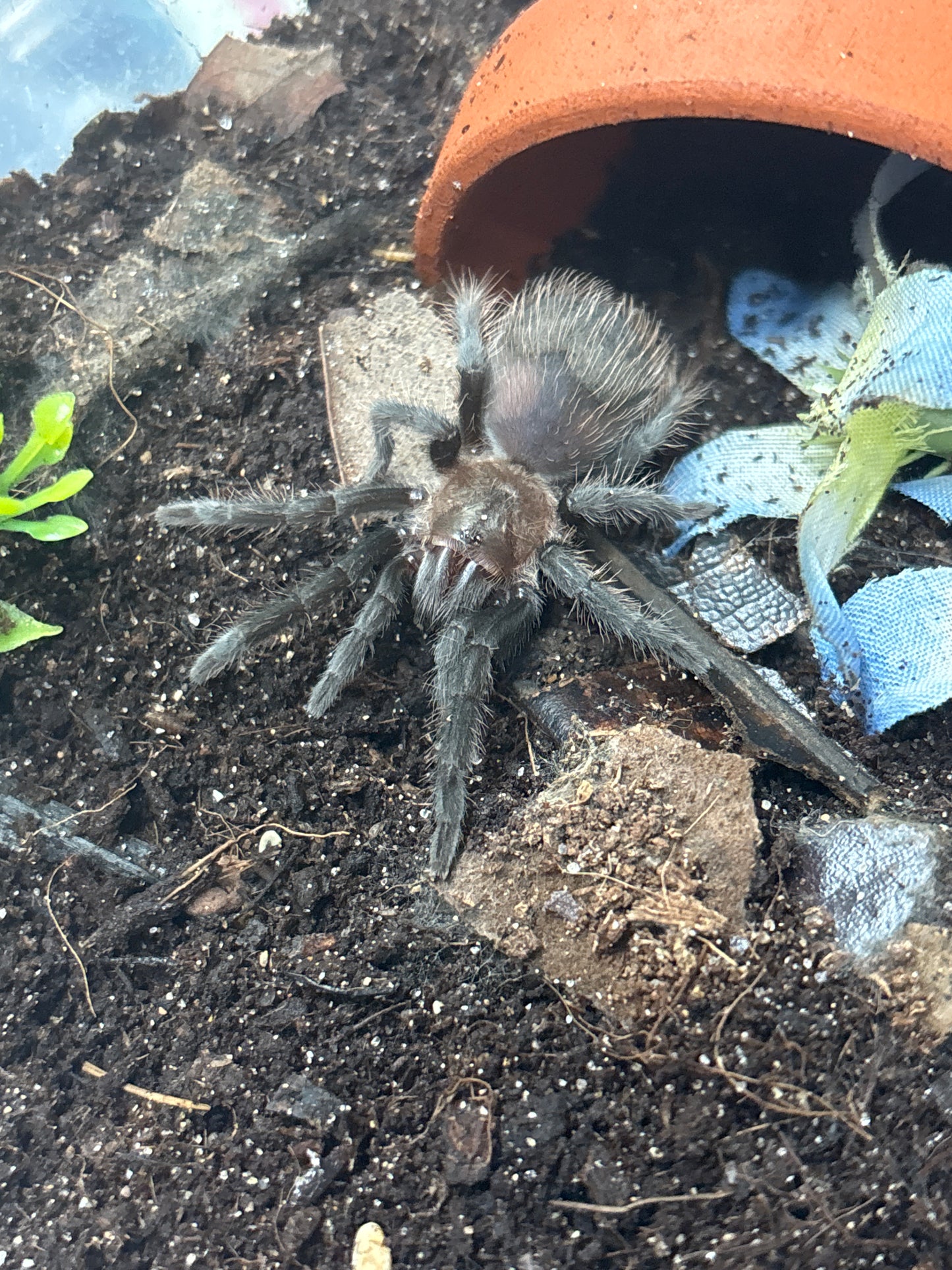 Aphonopelma sp. Oaxaca (Oaxaca Orange Rump)