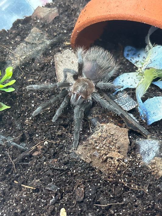 Aphonopelma sp. Oaxaca (Oaxaca Orange Rump)