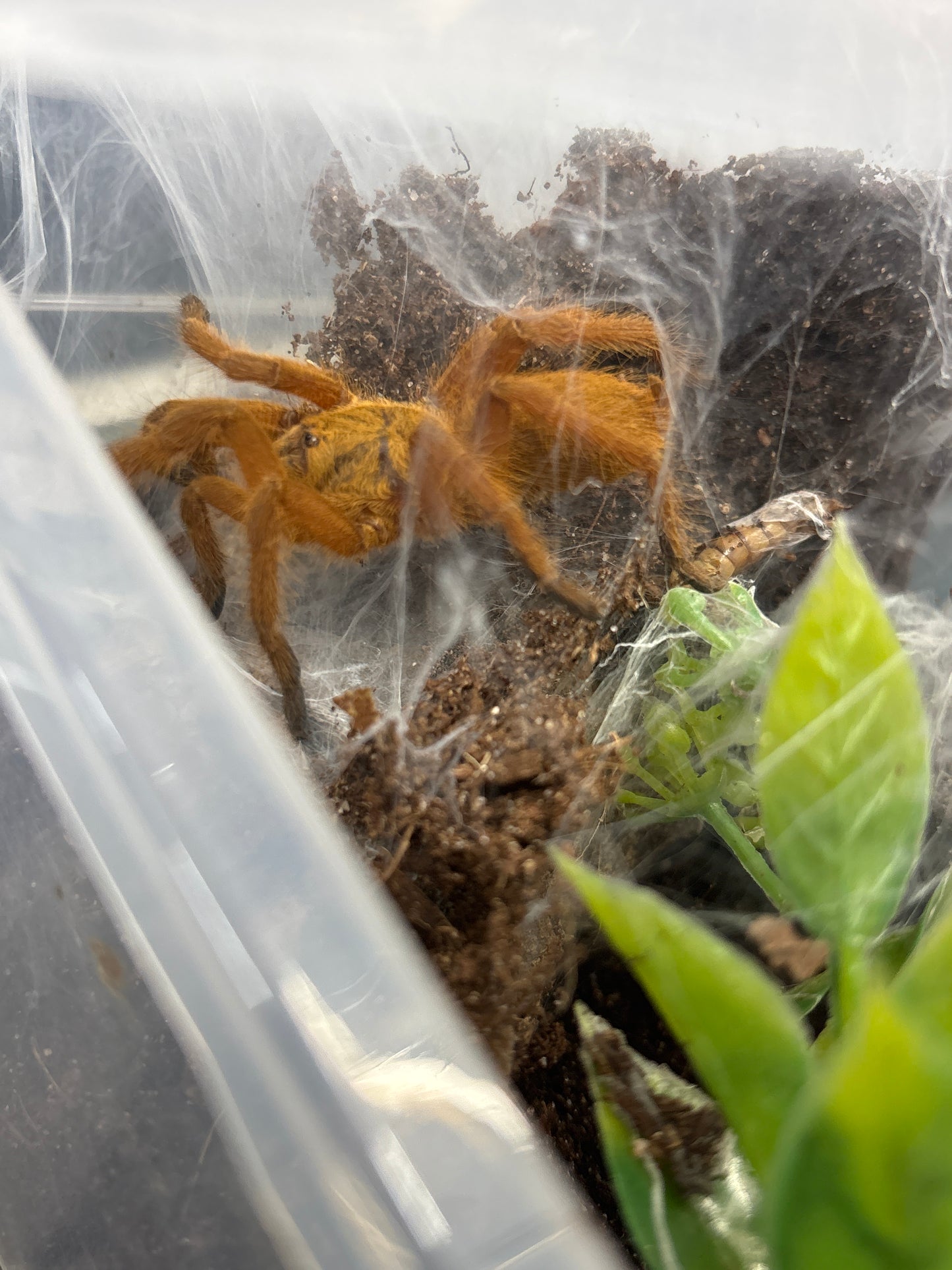 Chilobrachys Huahini (Asian Giant Fawn)