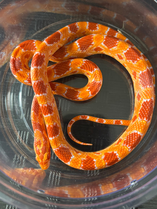 0.1 German Florescent Red Redhatch