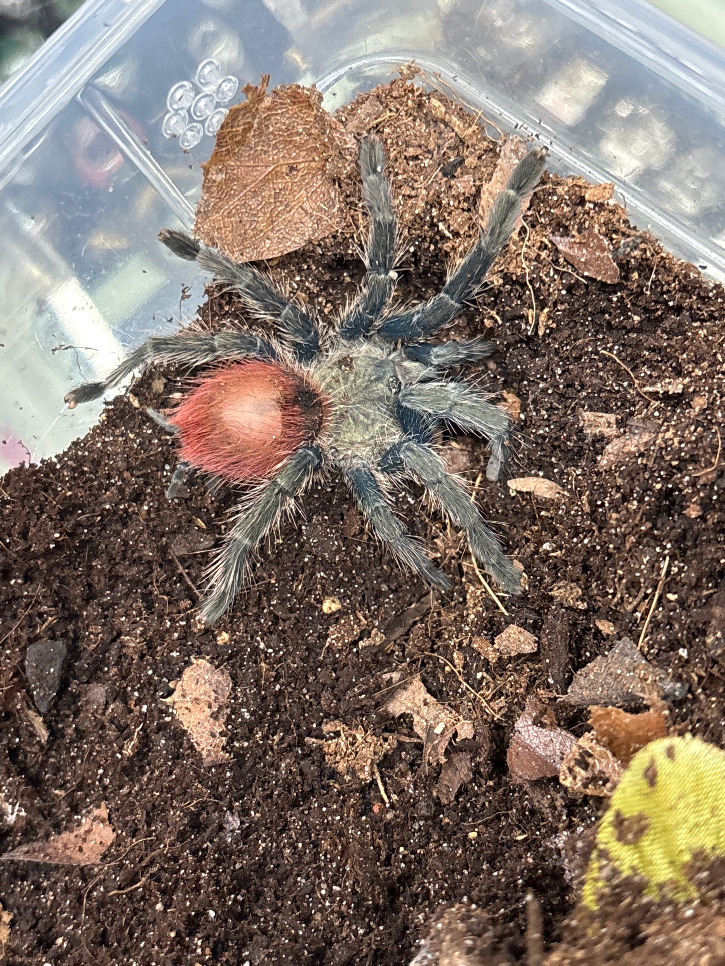 Thrixopelma Ockerti (Peru Flame Rump)