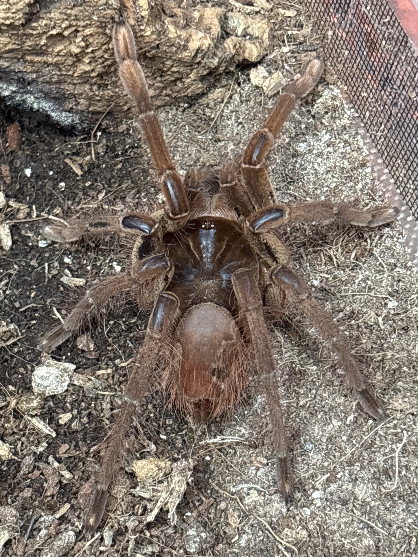 Theraphosa Stirmi (Burgundy Goliath Bird Eater)