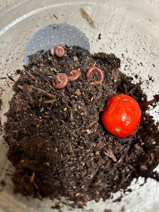 Scarlett Millipedes x4