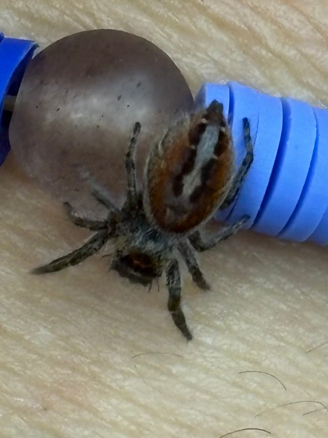 Phiddipus Phoenix (Phoenix Jumping Spider)