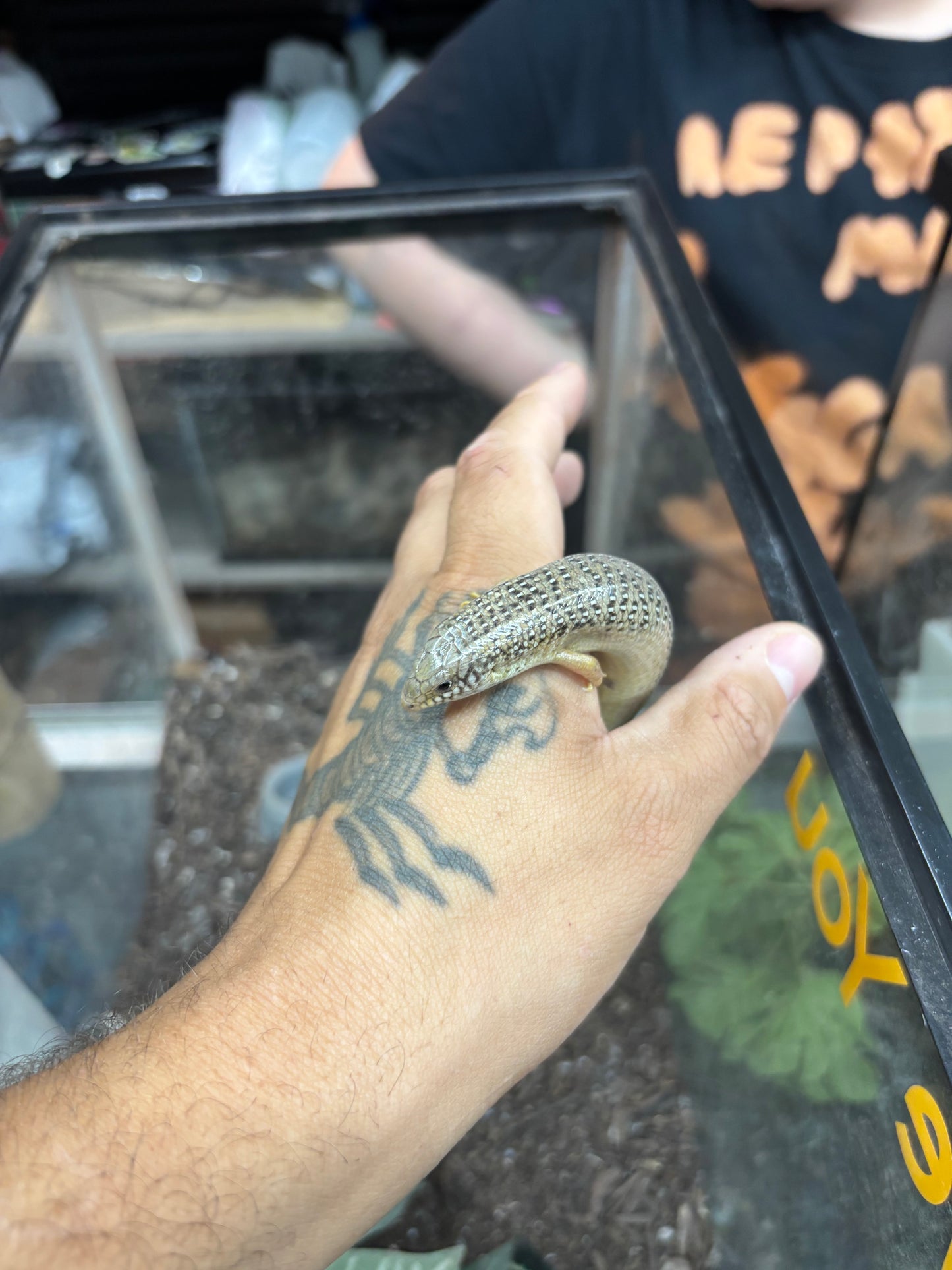 Ocellated Skinks