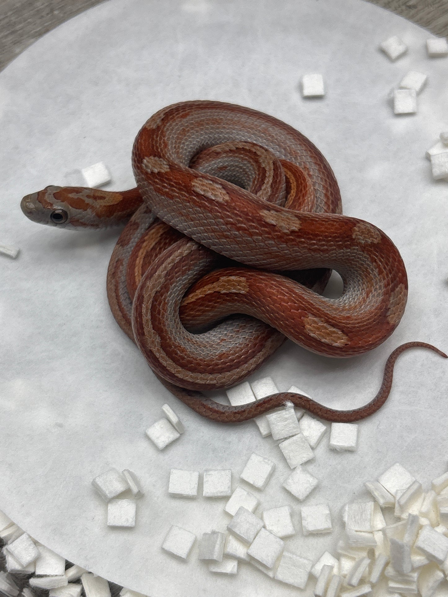 Classic Motley Het Charcoal Corn Snake