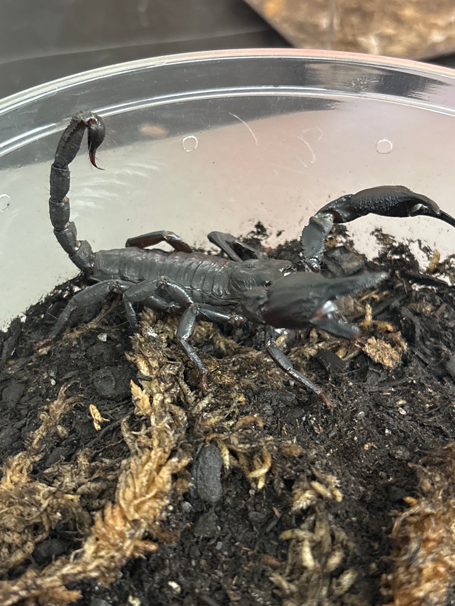 Heterometrus Petersii (Forest Scorpion)