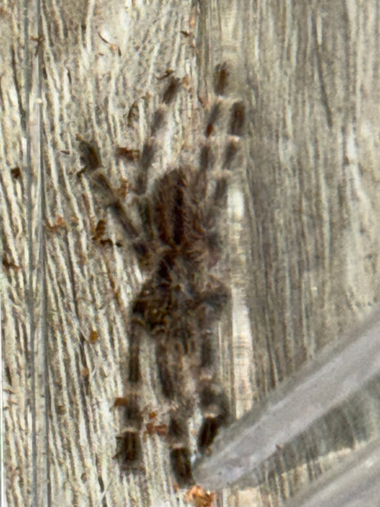 Poecilotheria Miranda (Bengal Spotted Ornamental)