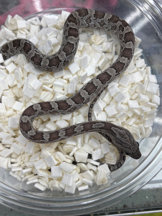 Cinder Male Corn Snake