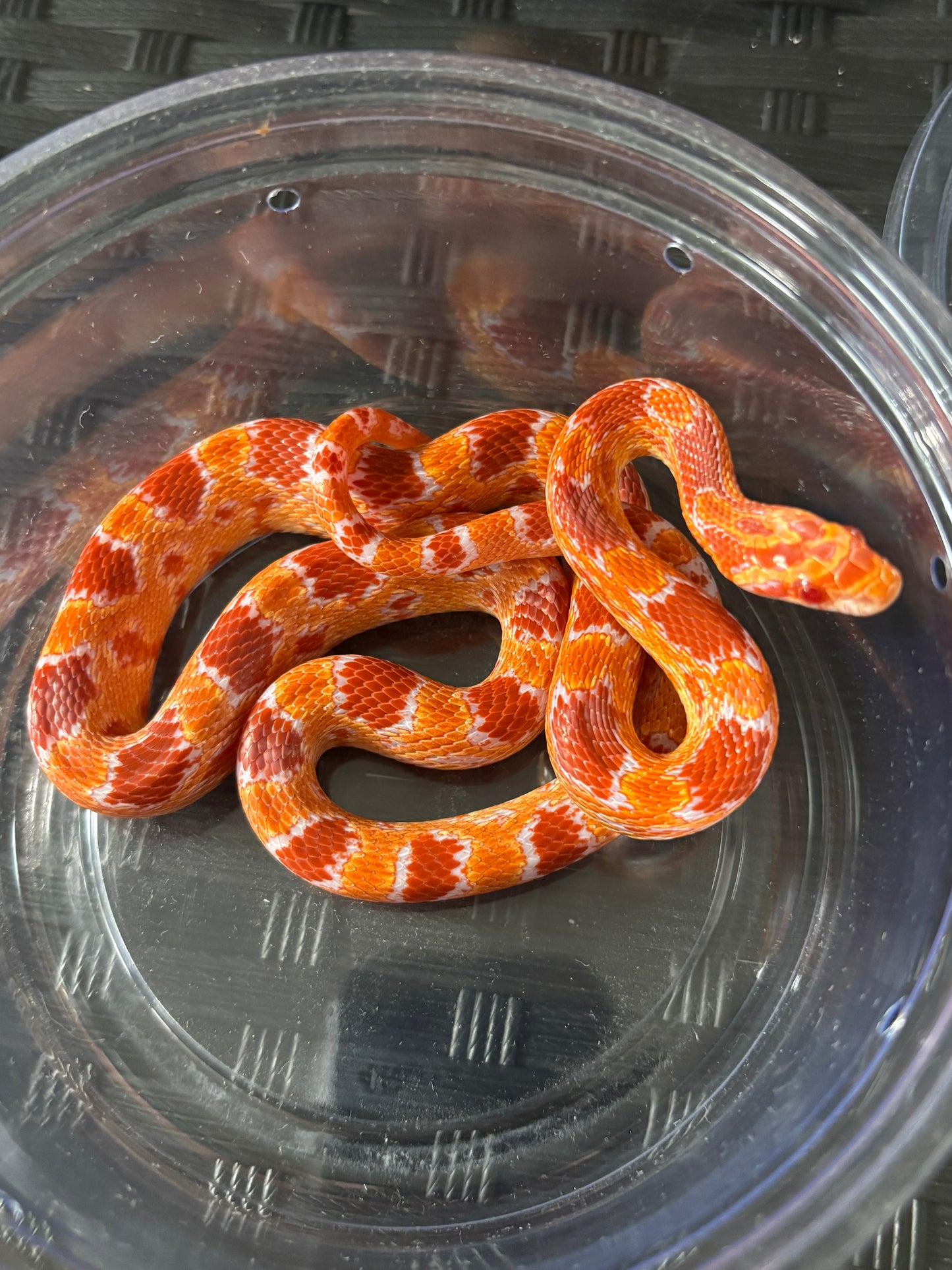 1.0 German Florescent Red Redhatch