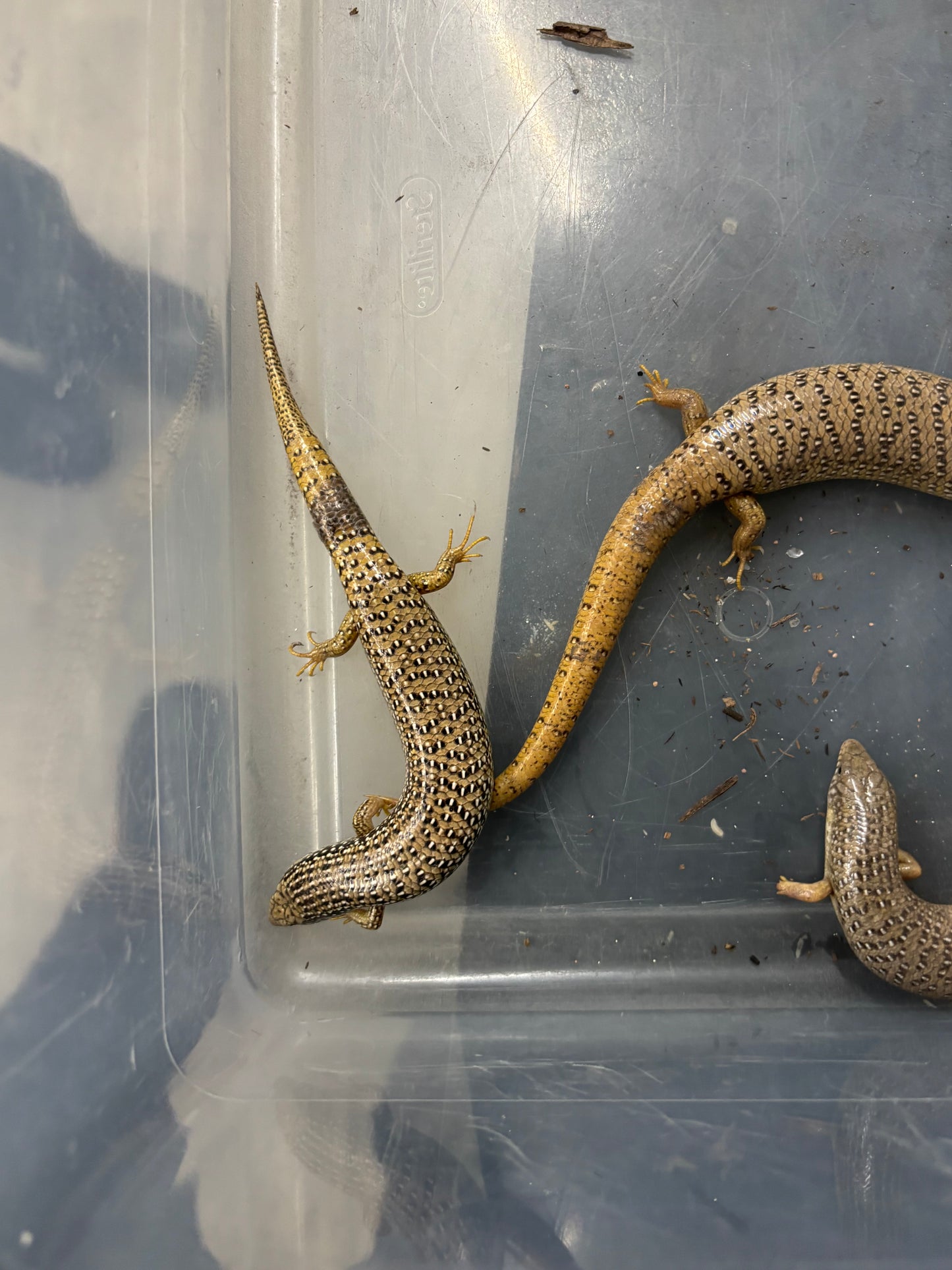 Ocellated Skinks