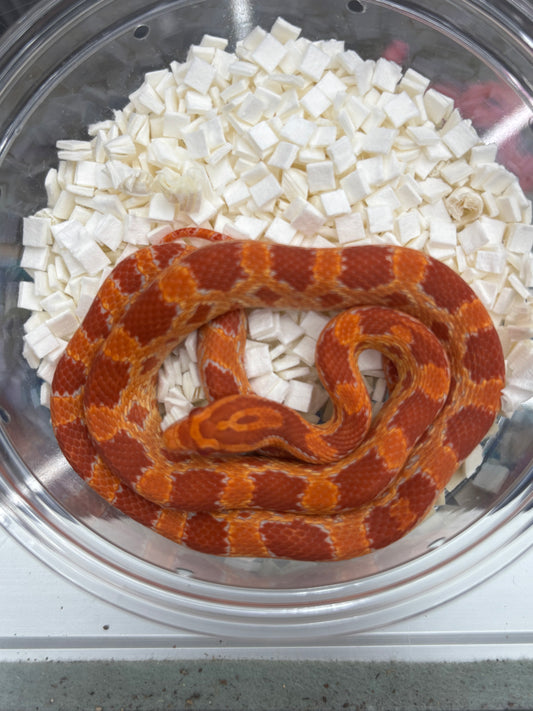 Red Factor Amel Het Charcoal Female Corn Snake