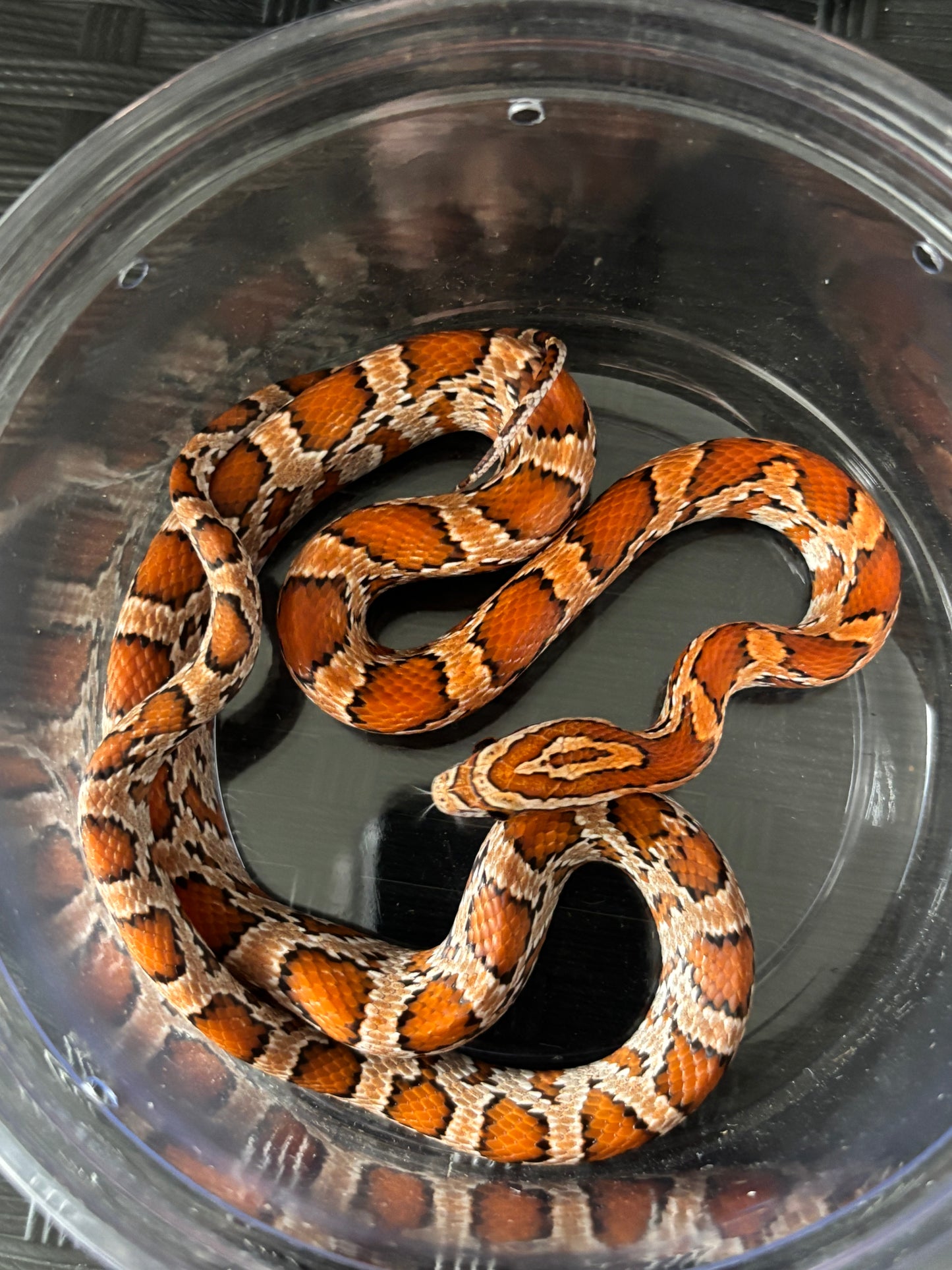 0.1 Classic Het Motley or Stripe