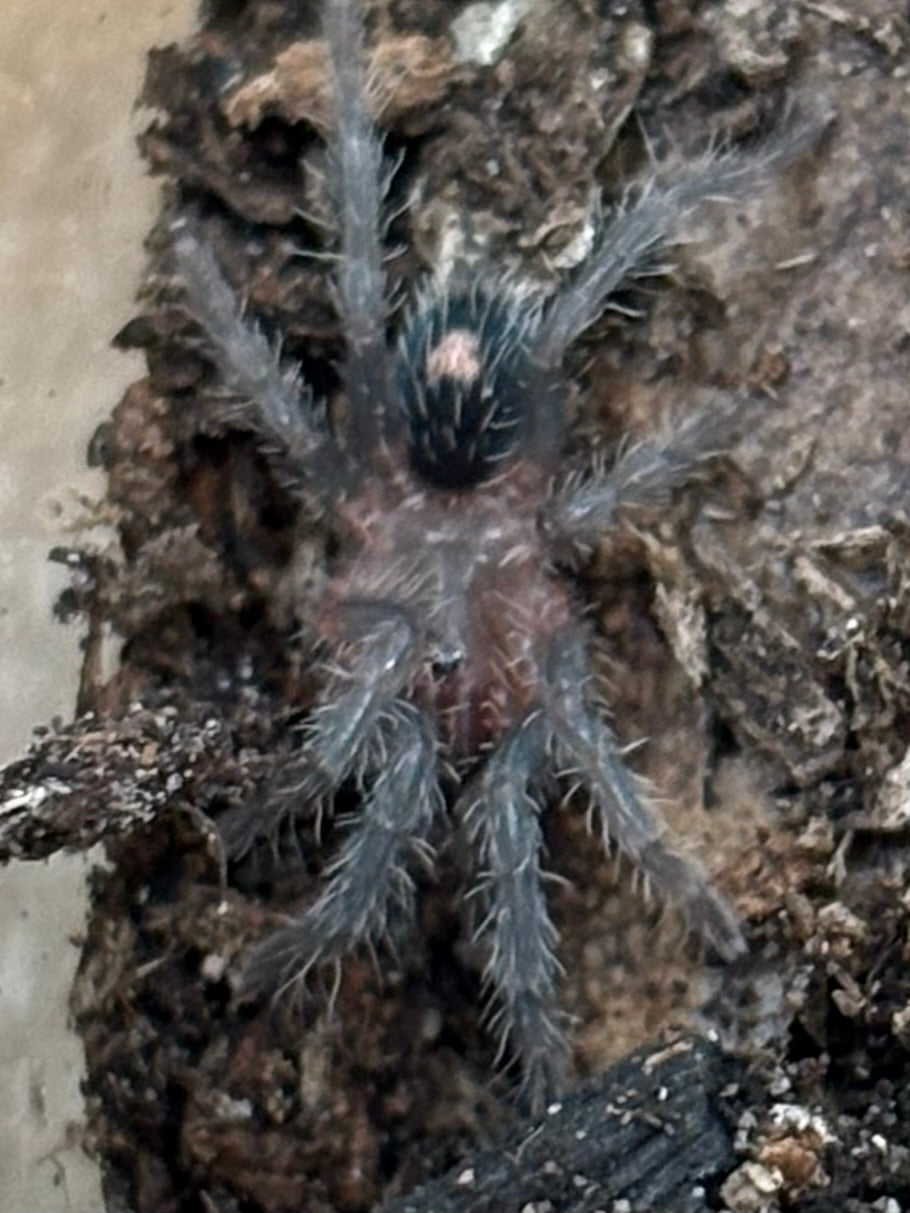 Cyriocosmus sp ‘Primavera’