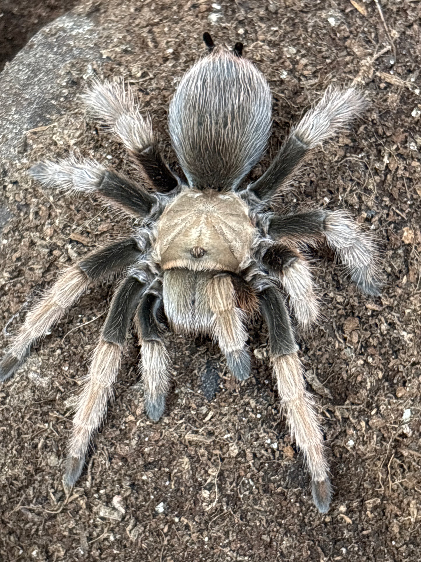 Aphonopelma Chalcodes (Arizona Blonde)