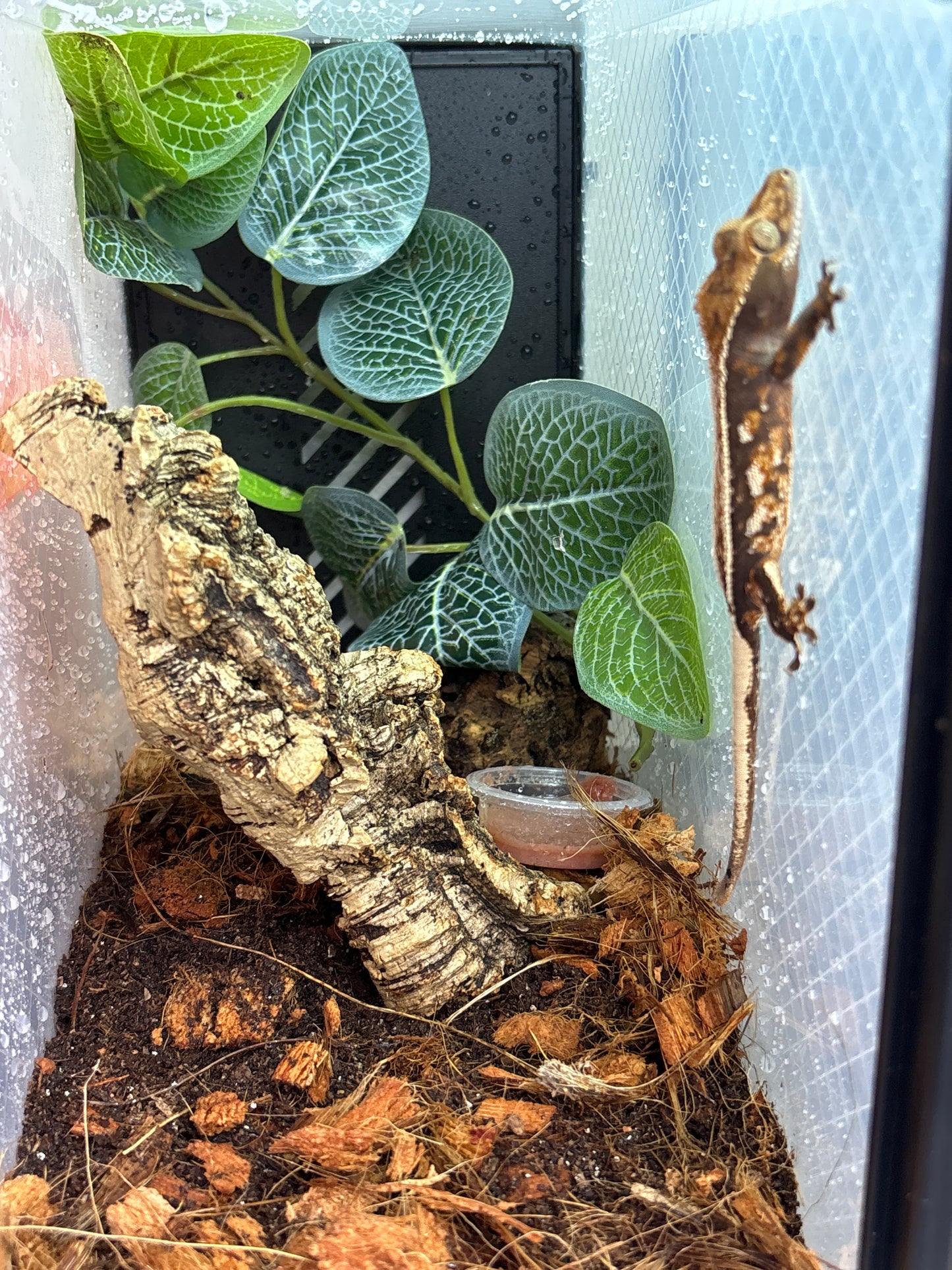 Quad Harlequin Partial Pinstripe Unsexed