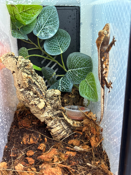 Quad Harlequin Partial Pinstripe Unsexed