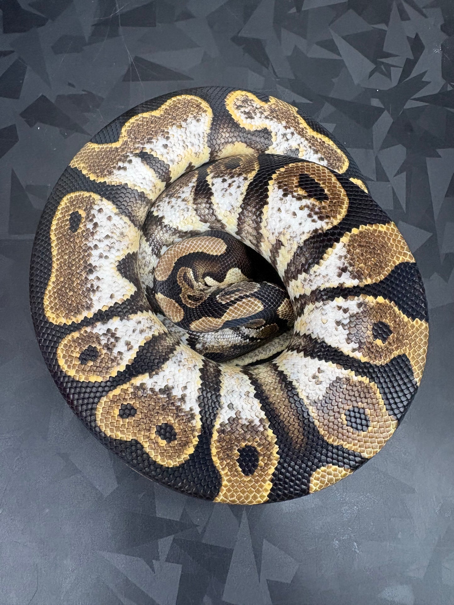 Calico Yellow Belly Ball Python