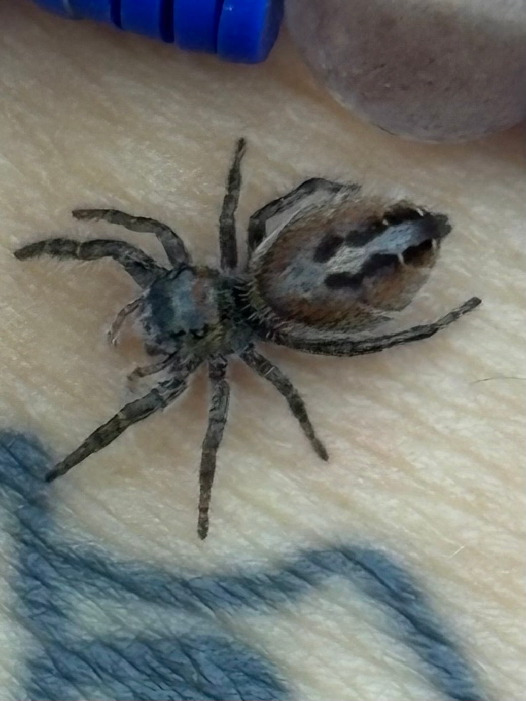 Phiddipus Phoenix (Phoenix Jumping Spider)