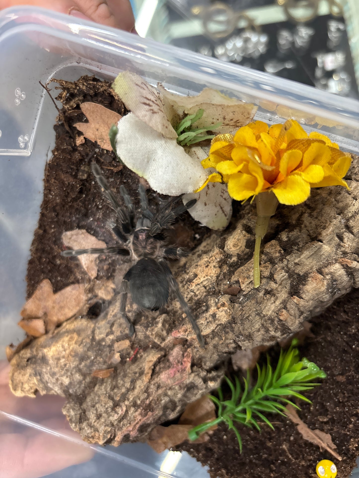 Phormictopus SP 'Dominican Purple' (Dominican Purple Birdeater) Male