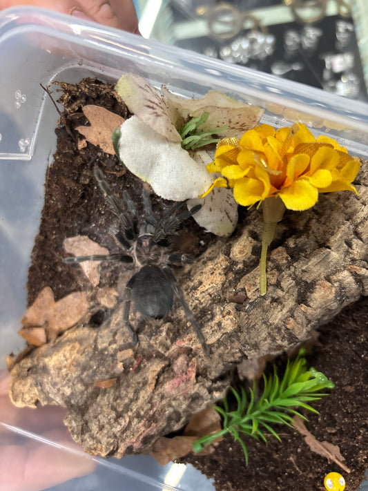 Phormictopus SP 'Dominican Purple' (Dominican Purple Birdeater)