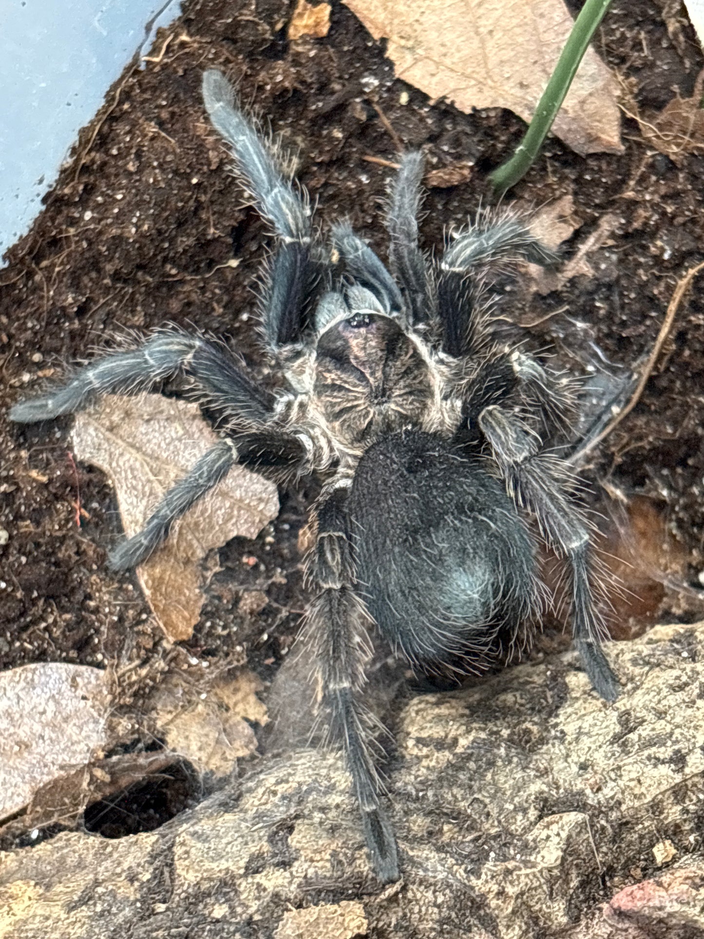 Phormictopus SP 'Dominican Purple' (Dominican Purple Birdeater) Male