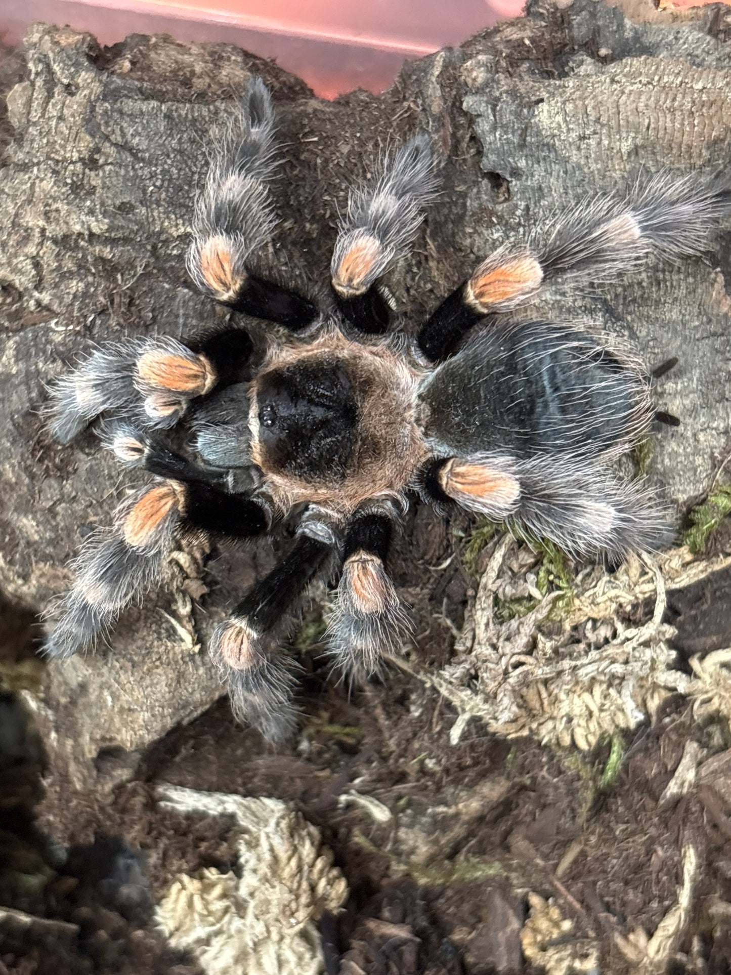Brachypelma Hamorii (Mexican Red Knee)