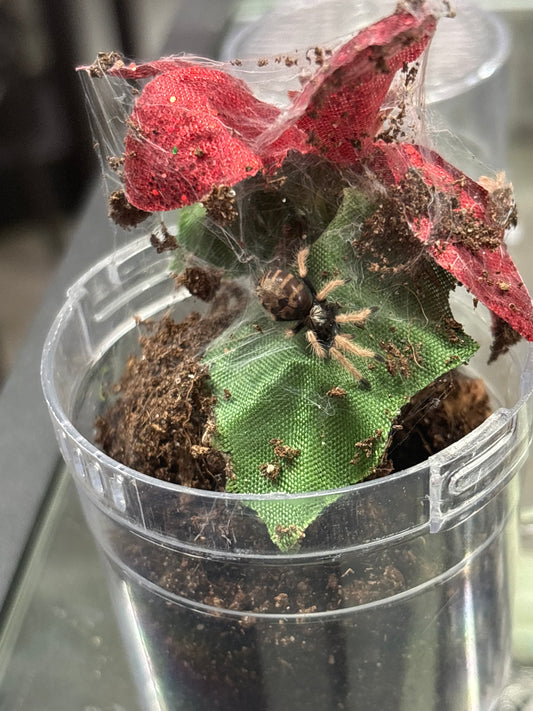 Chromatopelma Cyaneopubescens GBB