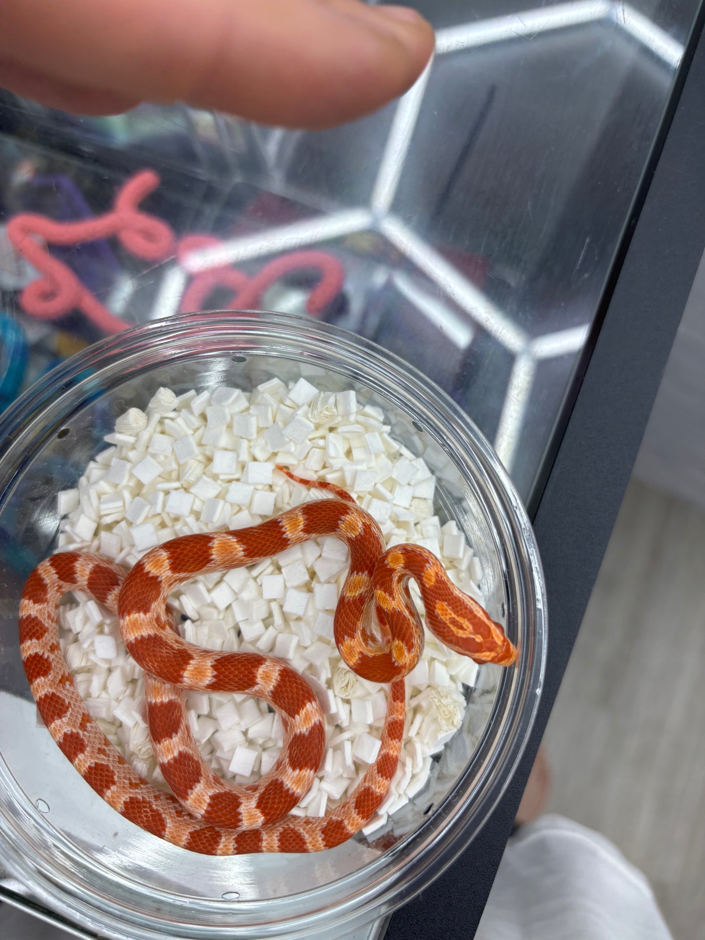Amel Het Palmetto & Sunrise Female Corn Snake