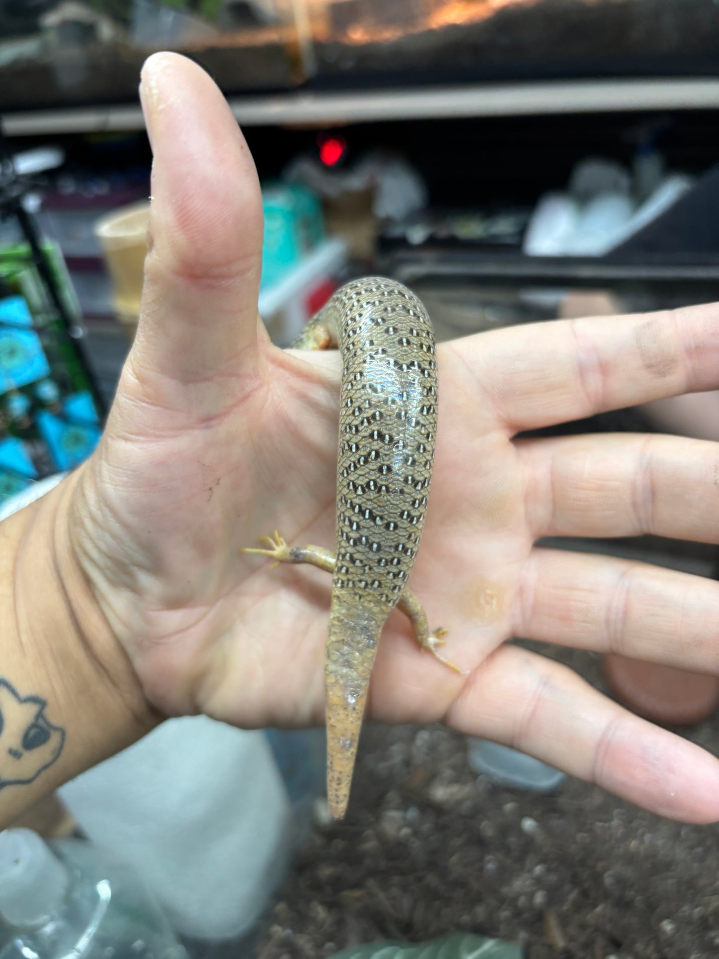 Ocellated Skinks