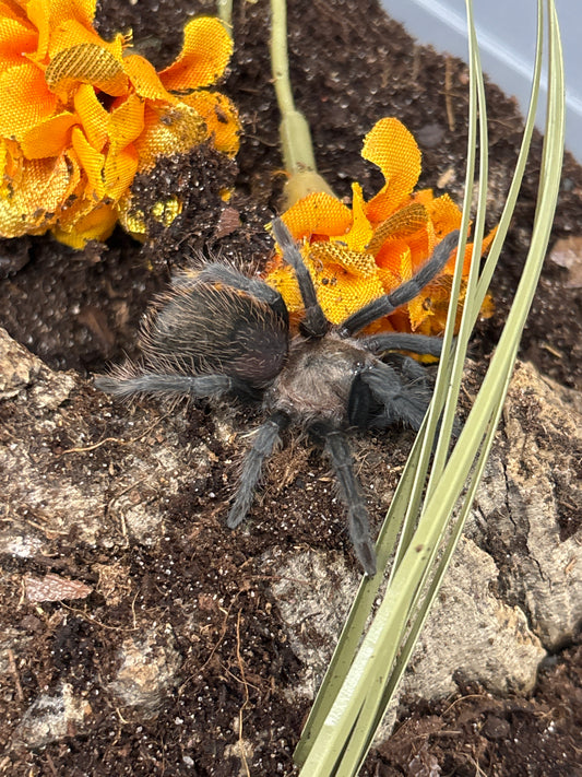 Tliltocatl Verdezi (Mexican Rose Grey)