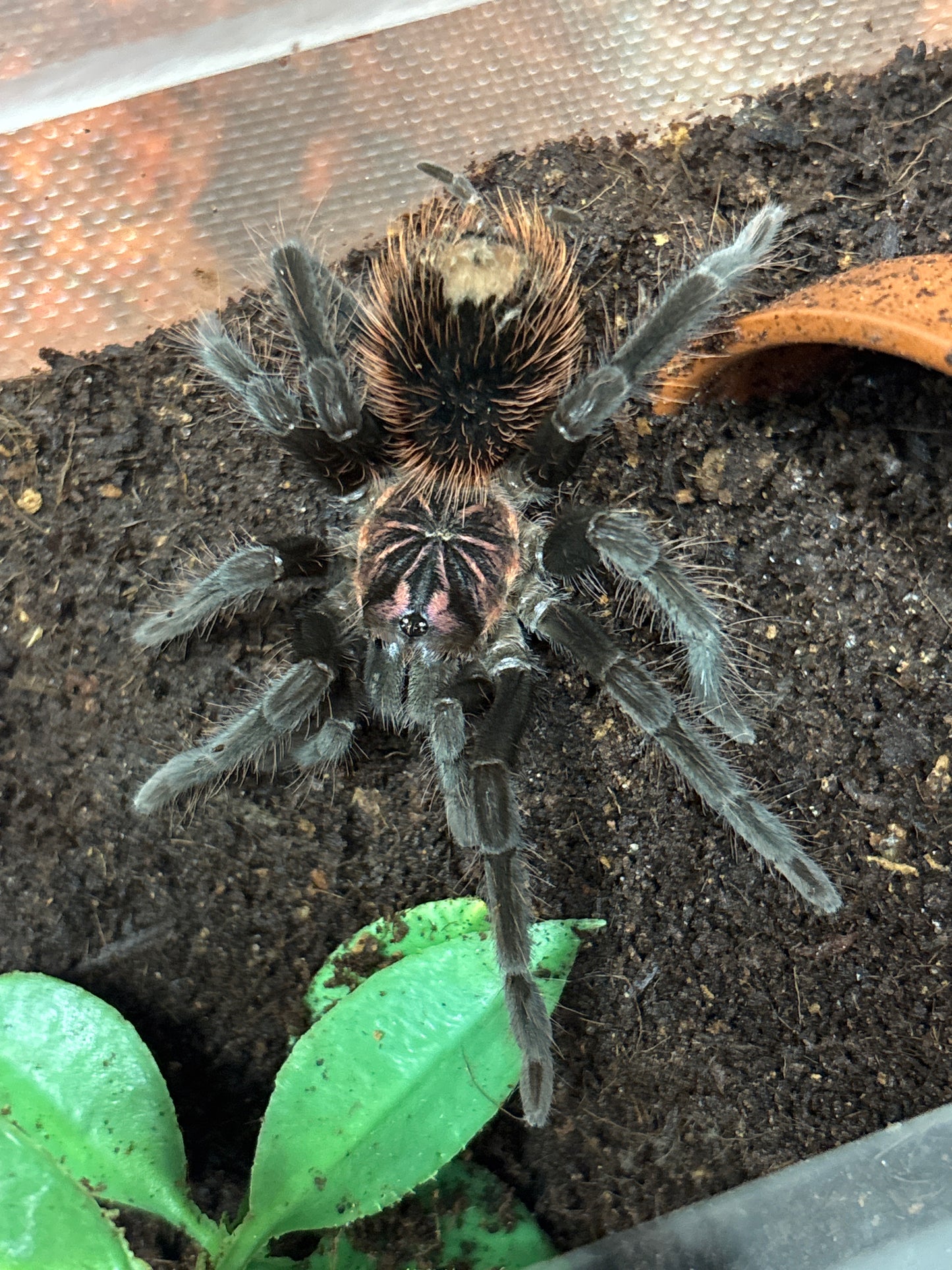 Xenesthis Intermedia (Amazon Blue Bloom)