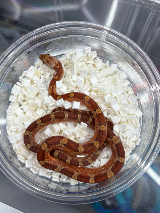 Low Expression Pied Side Blood Red Female Corn Snake