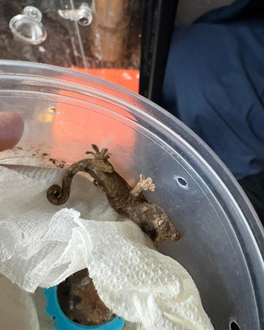 Pine Island Chahoua Gecko