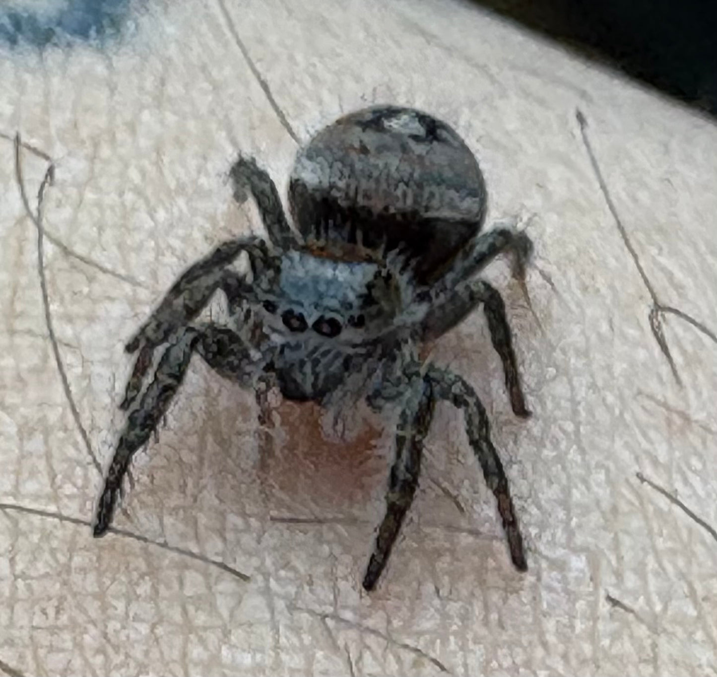 Phiddipus Phoenix (Phoenix Jumping Spider)