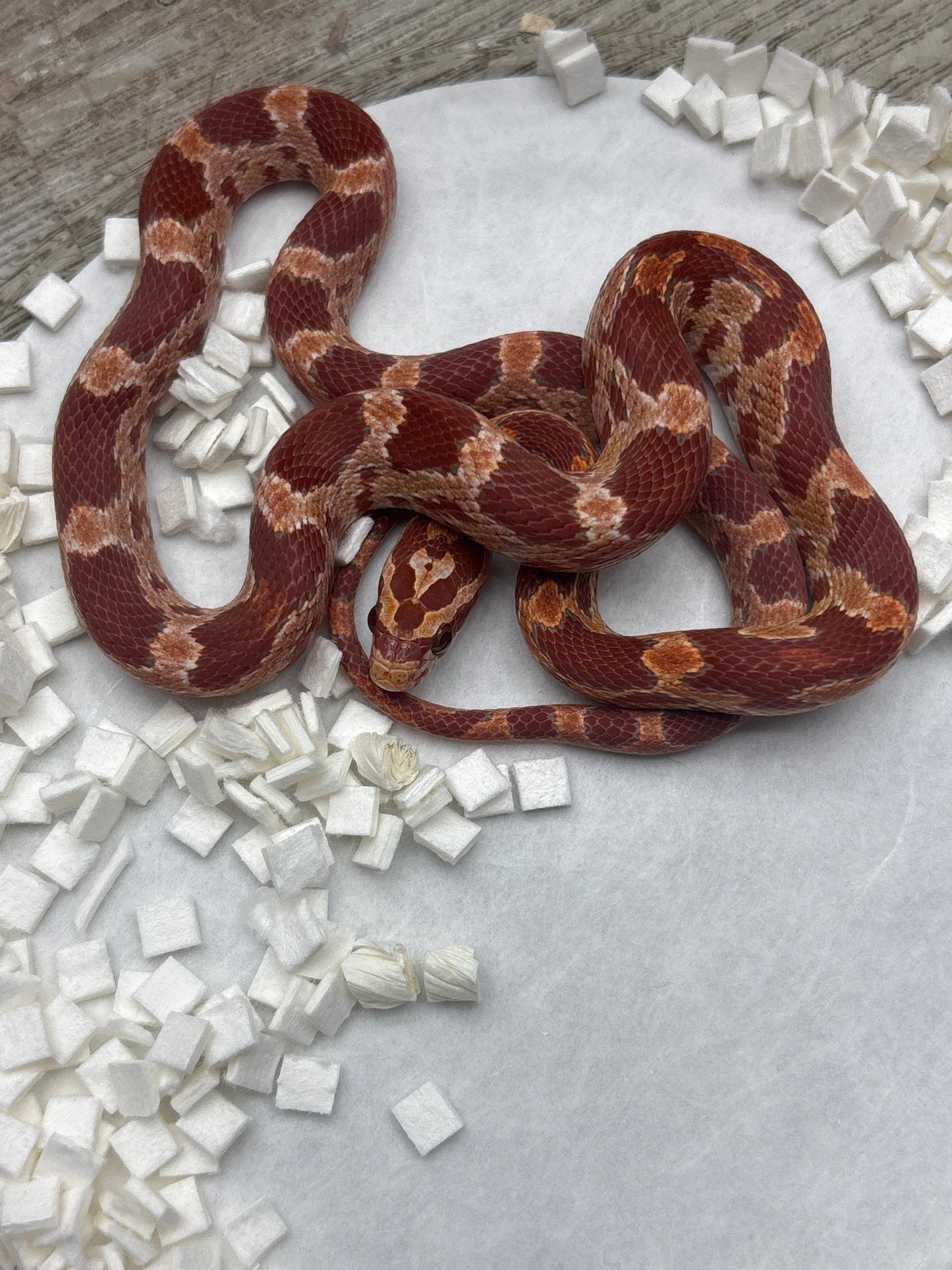 Red Factor Ultramel Corn Snake
