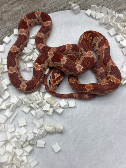 Red Factor Ultramel Corn Snake