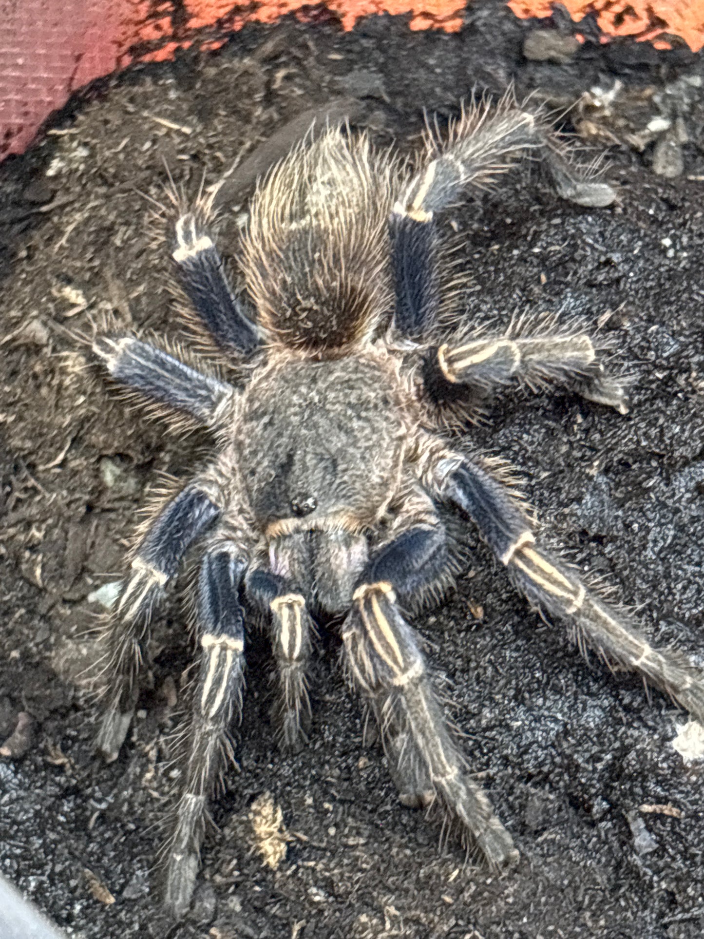 Aphonopelma Seemanni (Costa Rican Stripe Knee)