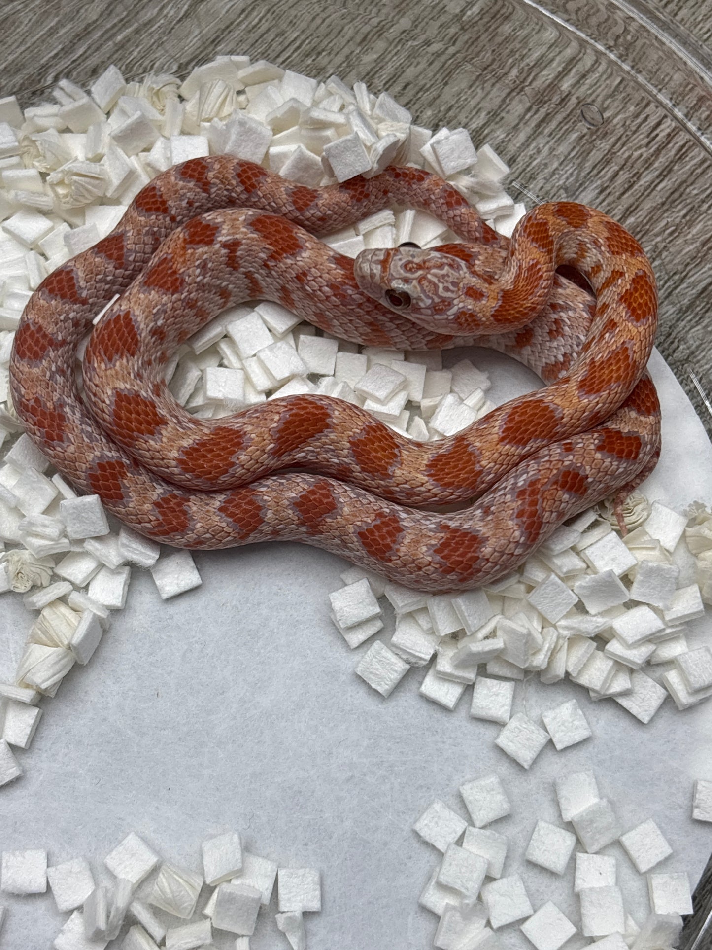 Ultramel Sunkissed Corn Snake