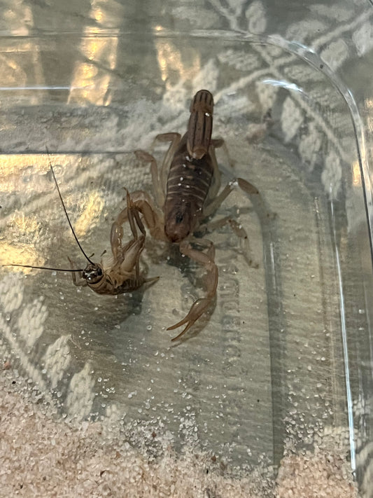Paravaejovis Spinigerus (Stripe-Tailed Scorpion)