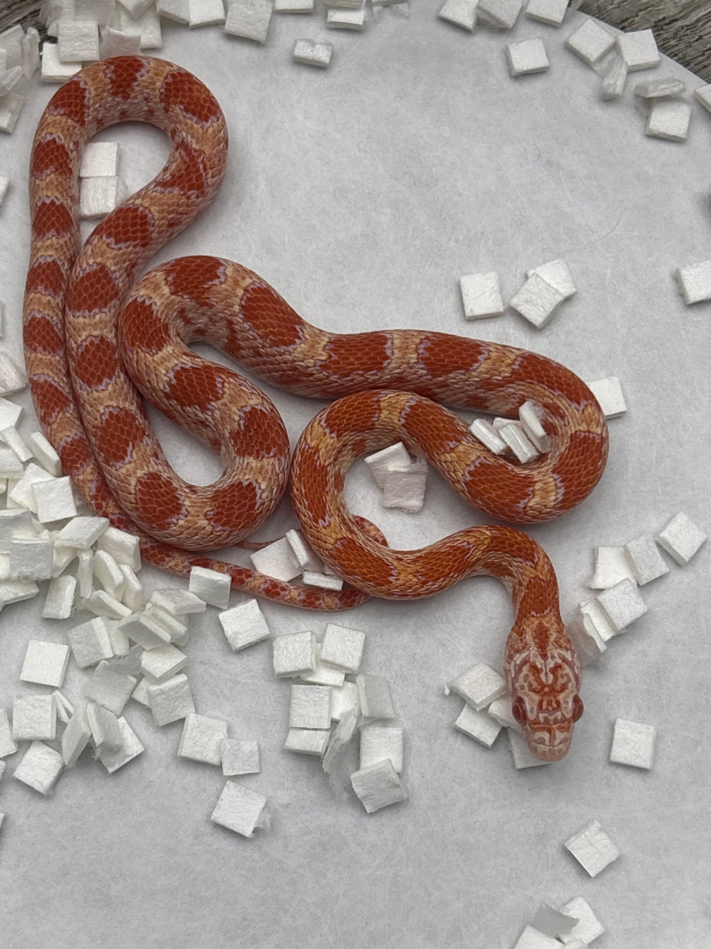 Inferno Amel Sunkissed Corn Snake