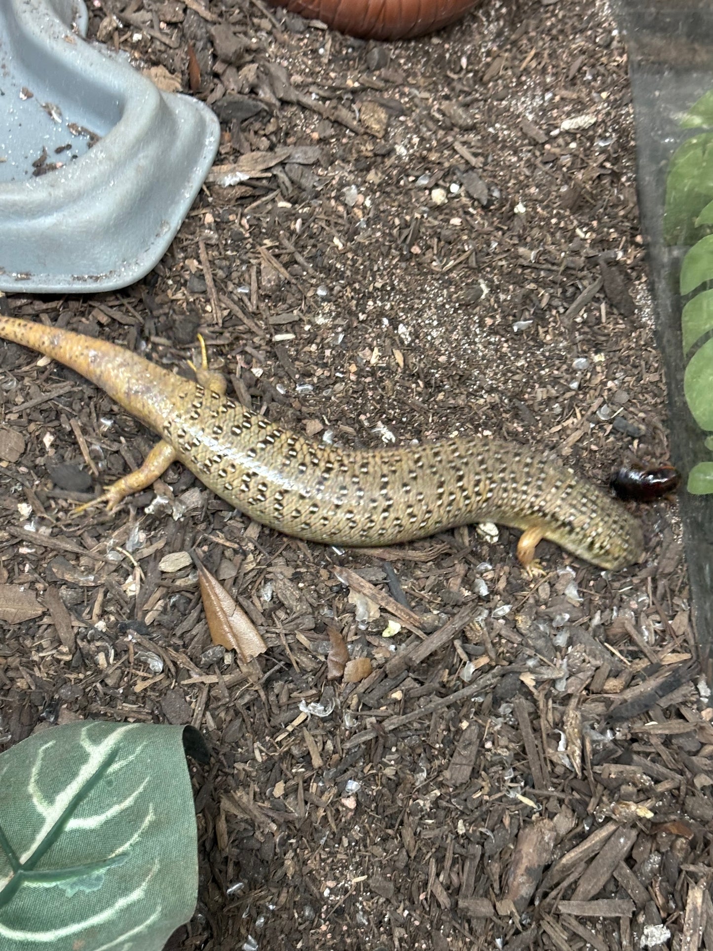 Ocellated Skinks